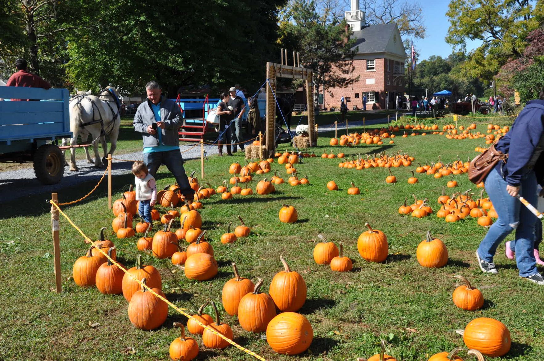 o10 lets begin harvest days pumpkin patch hunt 2.JPG
